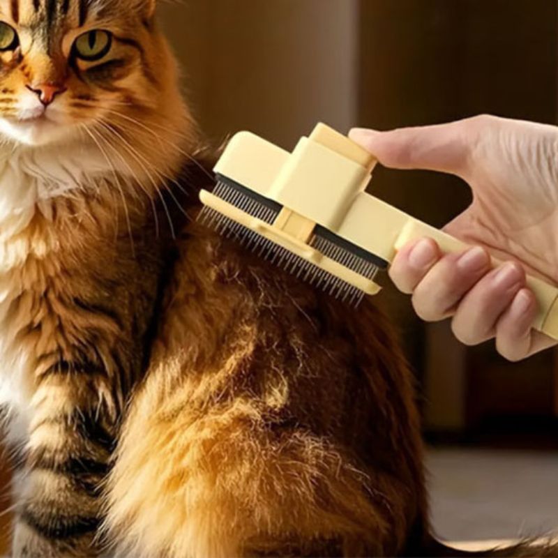 chat roux à poils longs en séance de toilettage chat avec une brosse pour chat