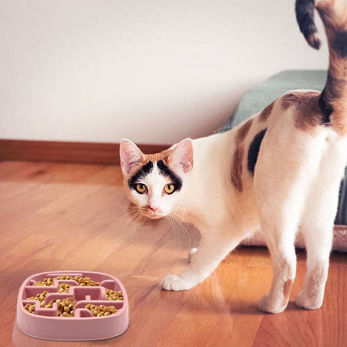 Chat tricolore observant la gamelle anti-glouton rose CalmiCroq™.