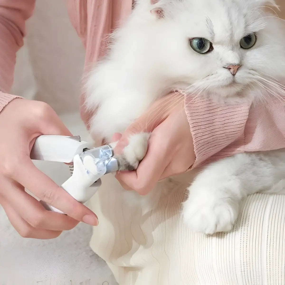 coupe griffe pour chat avec outil pratique pour soin des pattes de votre animal