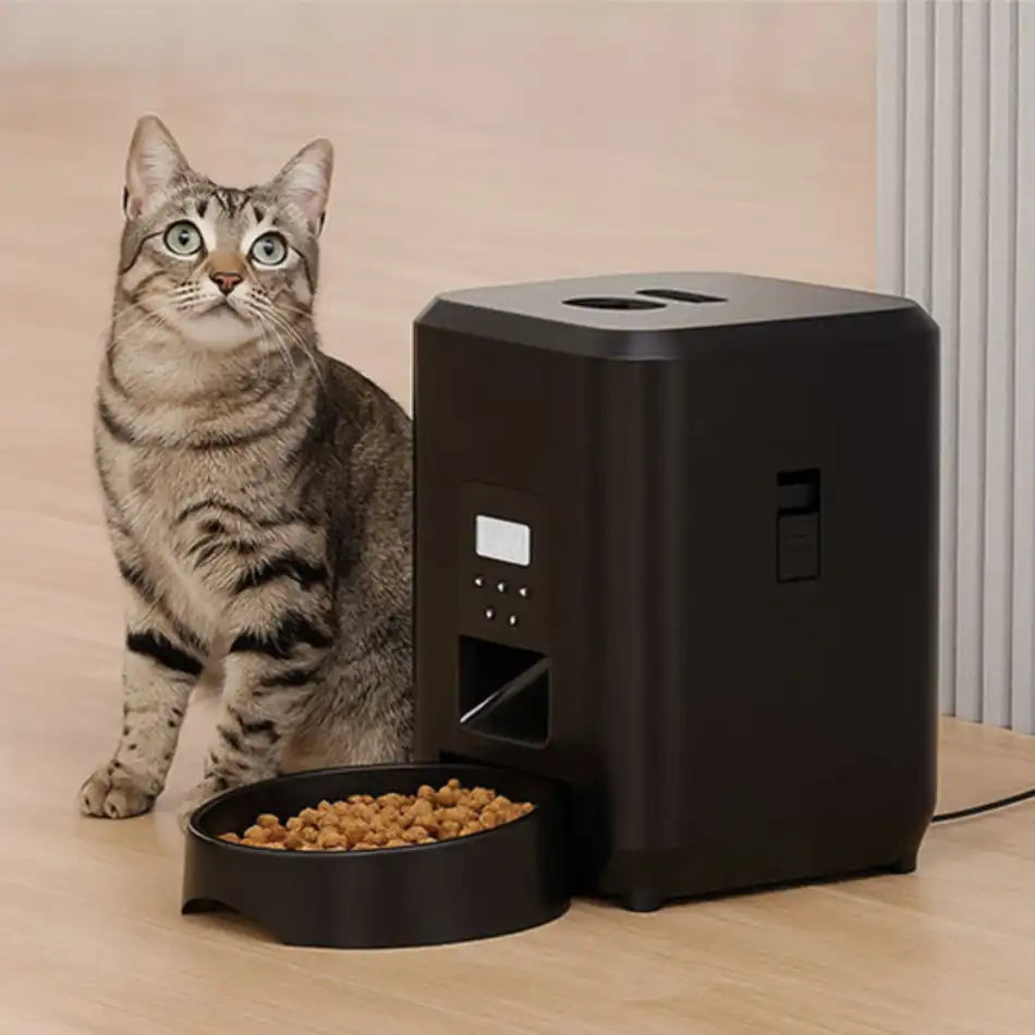 Chat nourri à l’heure par un distributeur automatique de croquettes, portions réglables pour contrôler le poids