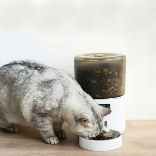 Chat gris mangeant dans un distributeur croquettes chat automatique avec gamelle en acier inoxydable.