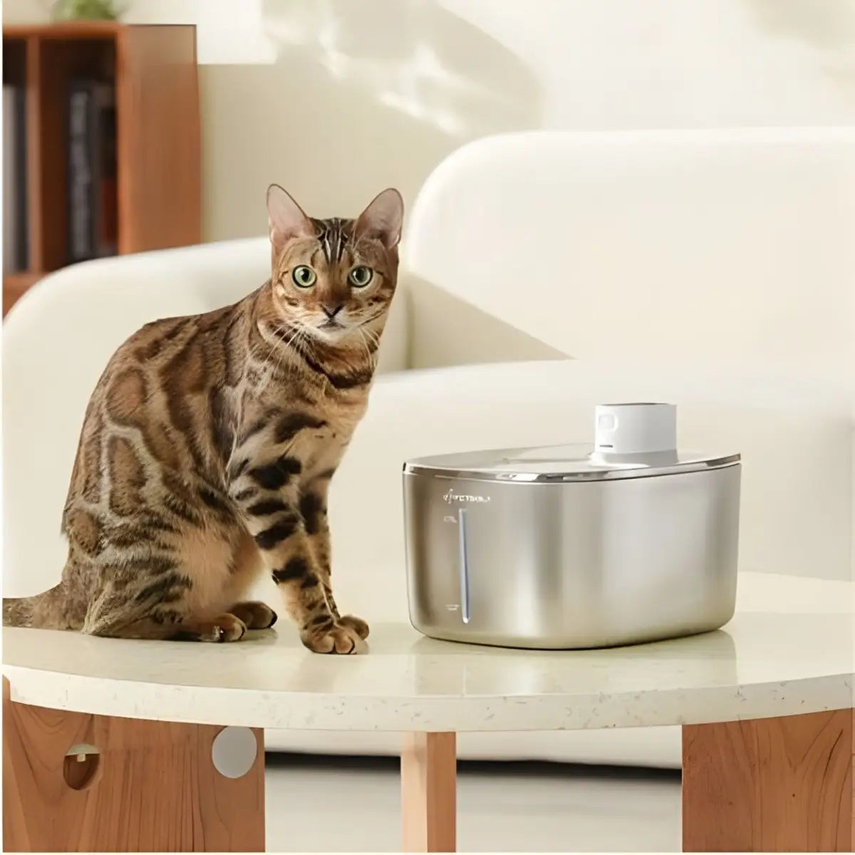 fontaine a eau chat APETDOLA noire, ultra silencieuse 25 dB, chat dormant à côté.