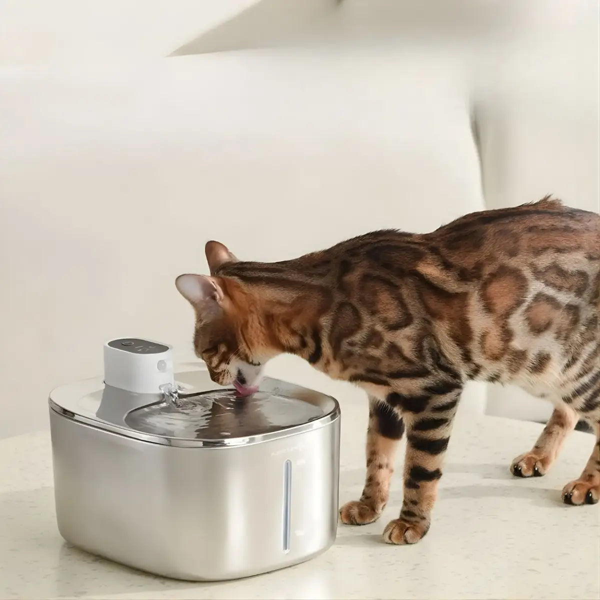 fontaine a eau chat APETDOLA inox posée sur table, chat tacheté en intérieur lumineux.