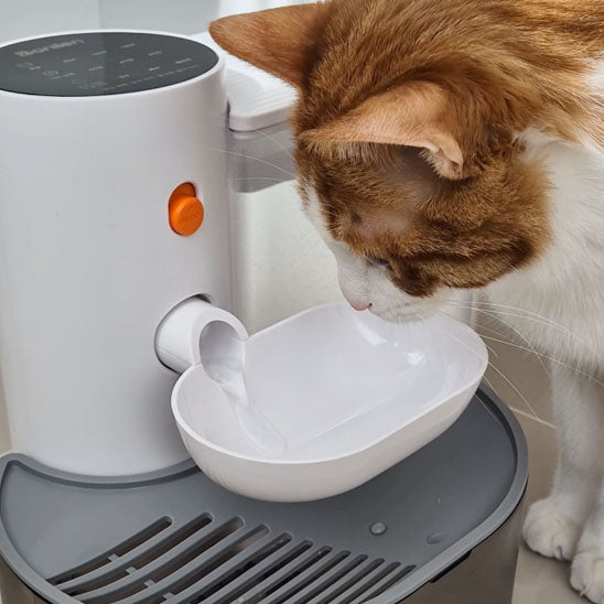 fontaine à eau chat avec bec verseur et bol incliné anti-éclaboussures