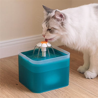fontaine eau chat DaisyFlow™ — chat blanc buvant un flux continu et filtré