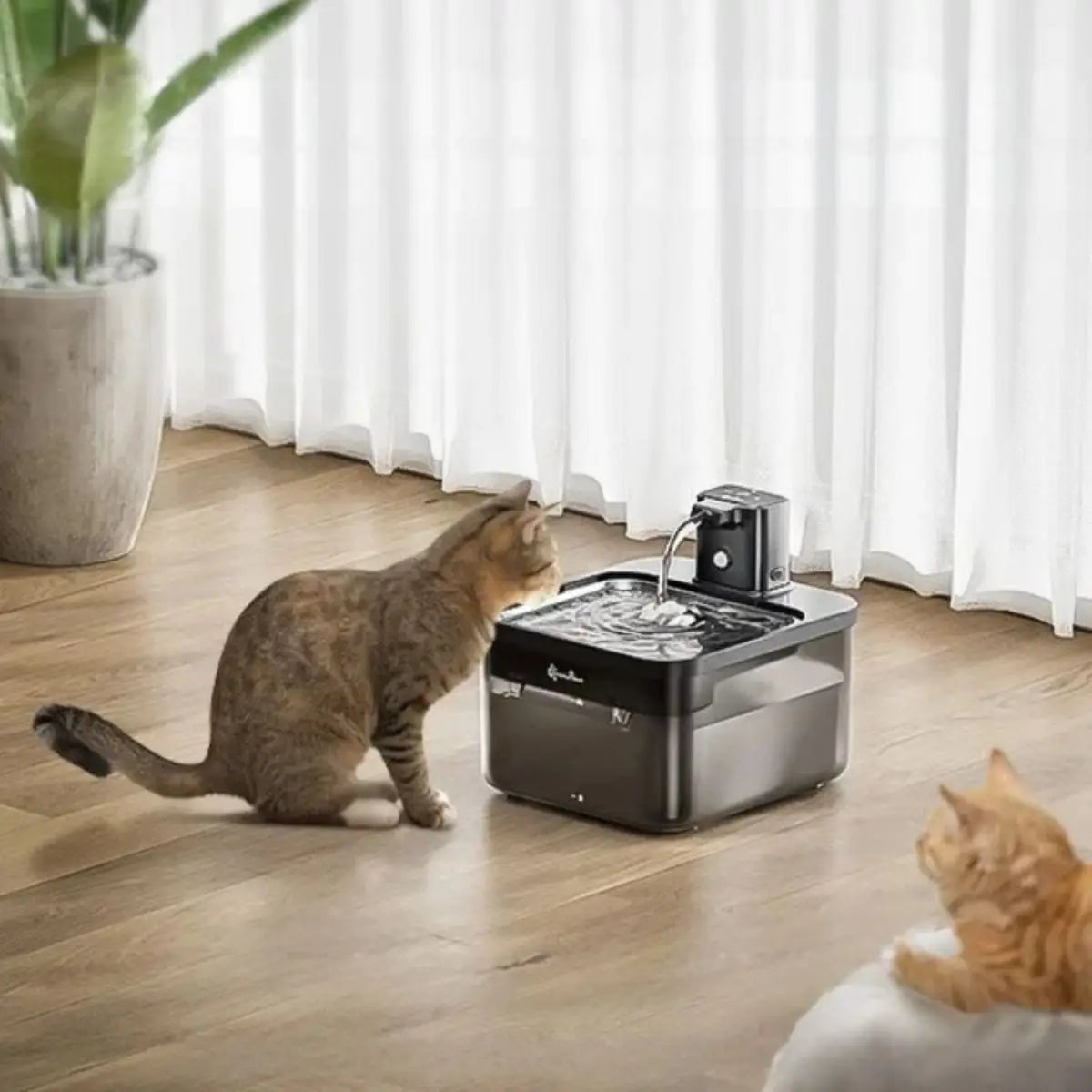 fontaine a eau chat DownyPaws blanche avec batterie 4000 mAh, jet d’eau doux, chat à côté de l’appareil.