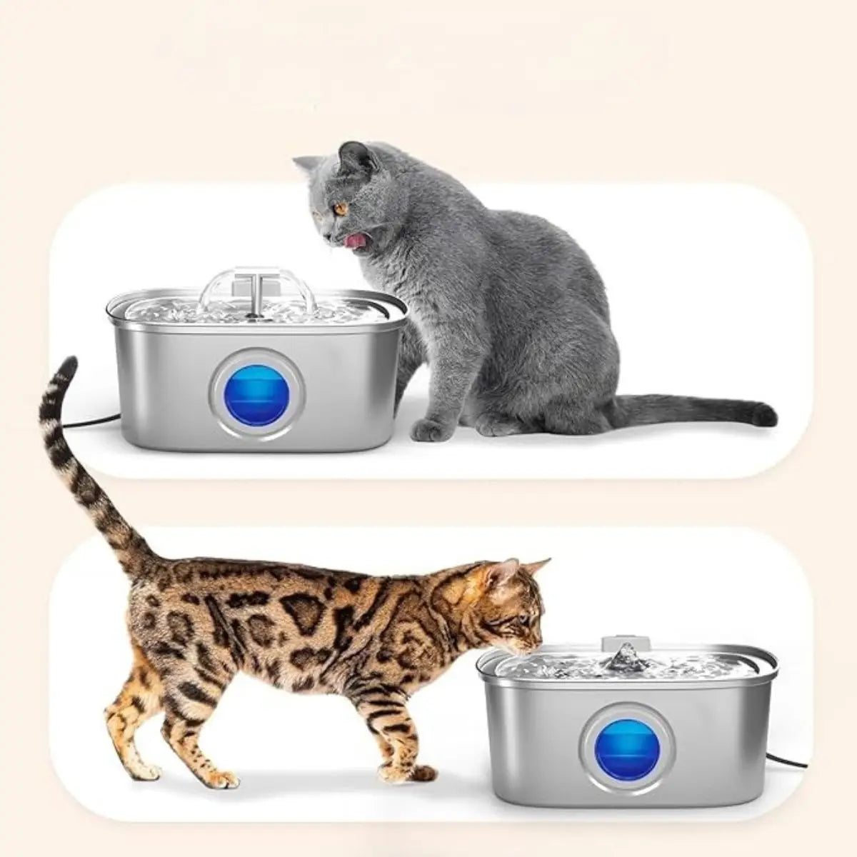Chat Chartreux et Bengal utilisant fontaine à eau filtrée CrystalFlow pour améliorer hydratation et prévenir problèmes rénaux