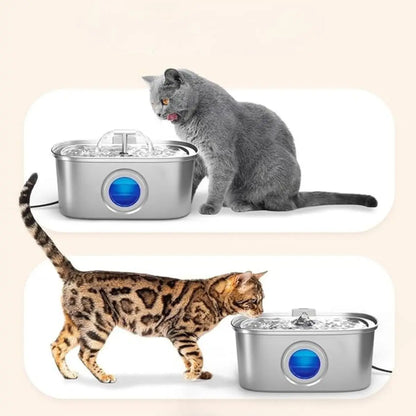 Chat Chartreux et Bengal utilisant fontaine à eau filtrée CrystalFlow pour améliorer hydratation et prévenir problèmes rénaux