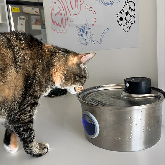 fontaine à eau pour chat en inox AquaInox 3,2 L utilisée par un chat tigré