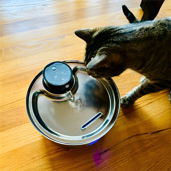 fontaine à eau pour chat en inox AquaInox 3,2 L vue de dessus avec jet d’eau