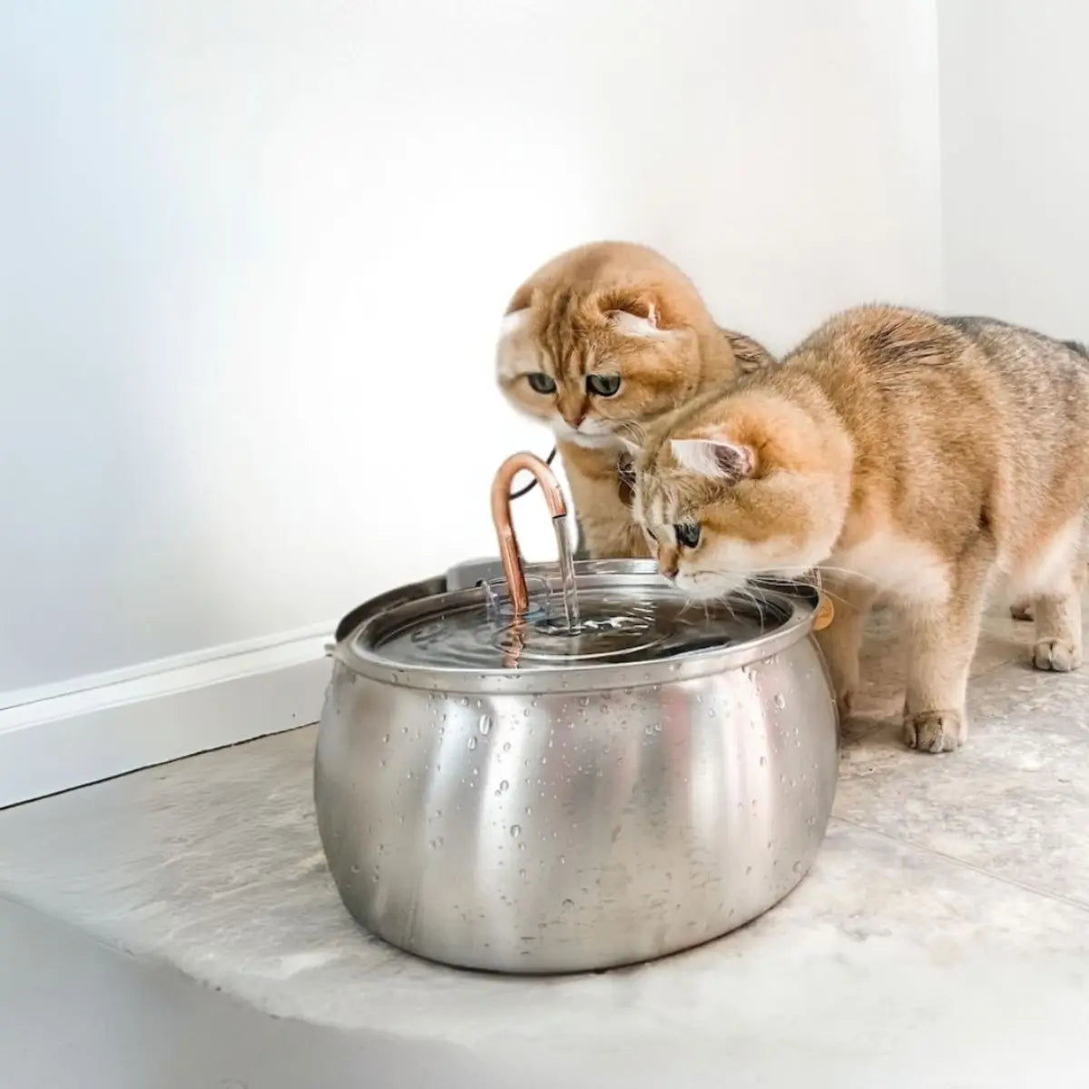 Deux chats Scottish Fold partagent sereinement une fontaine à eau design en acier inoxydable, une solution idéale pour les foyers avec plusieurs animaux.