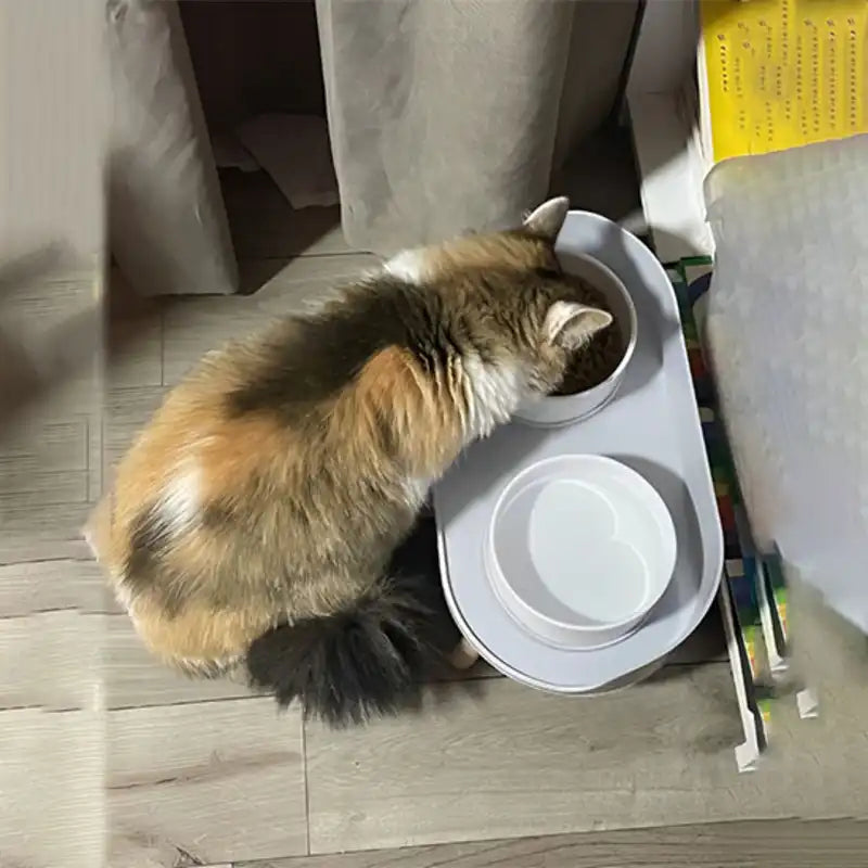Gamelle double pour chat ErgoDuo blanche, bols amovibles, chat en train de manger.