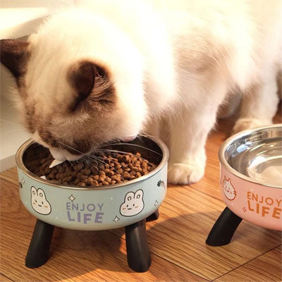 Chat mange dans une gamelle chat surélevée avec bol en acier inoxydable, posture naturelle et stable.