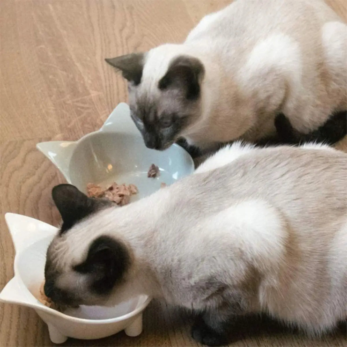 gamelle en ceramique pour chat avec design élégant, parfaite pour deux chats en repas.