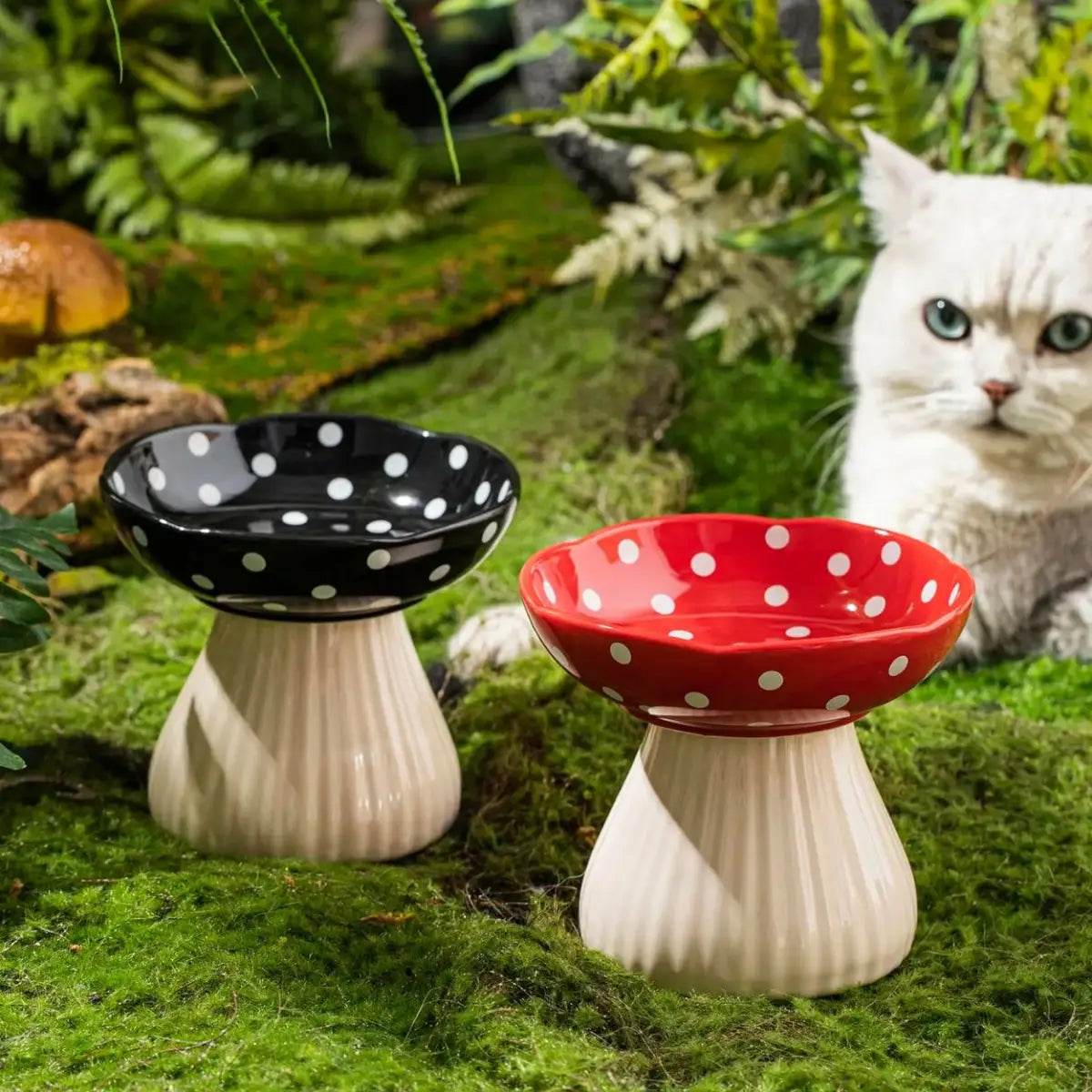 Chat British Shorthair blanc observant gamelles pour chat surélevées champignon noir et rouge à pois sur mousse