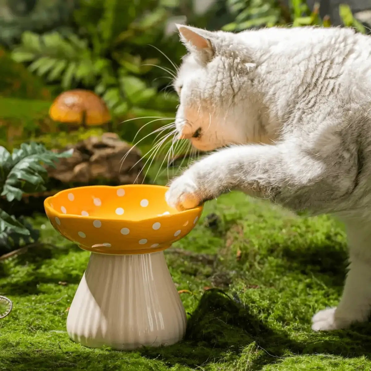 Chat blanc British Shorthair mangeant confortablement dans gamelle pour chat surélevée champignon jaune à pois