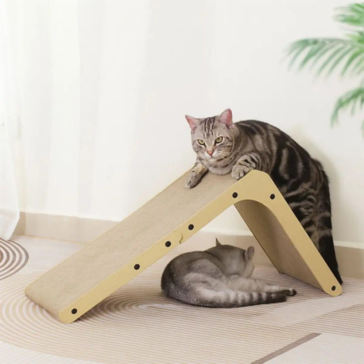 Griffoir chat carton design incliné avec deux chats en train de se détendre.