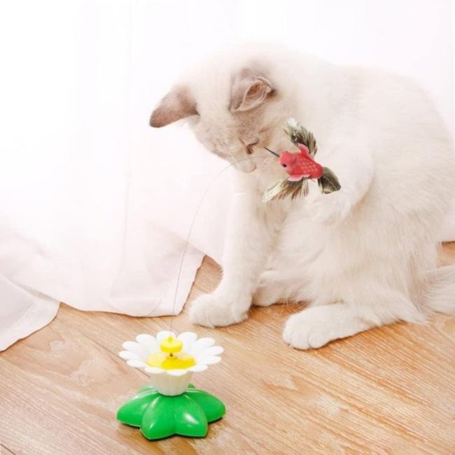 Chat curieux hypnotisé par le mouvement du papillon – jouet chat électrique qui éveille les sens