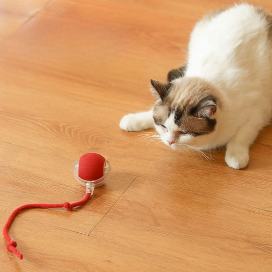 Jouet pour chat chaseball avec un chat blanc jouant avec