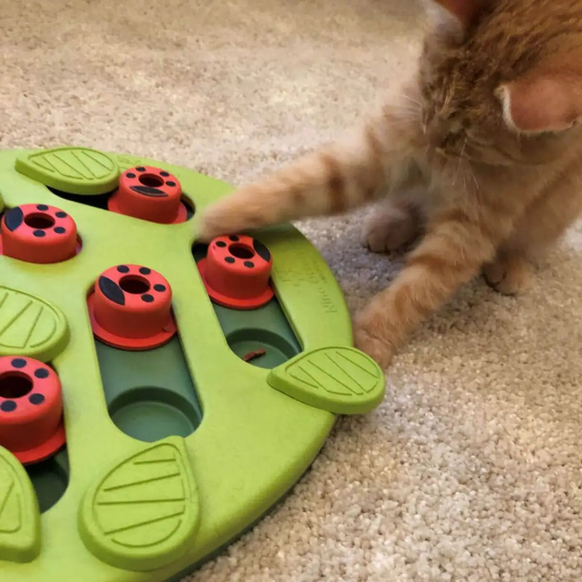 Jouet pour chat interactif avec motifs de coccinelles et feuilles, idéal pour stimuler votre animal.