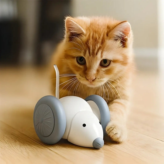 Jouet pour chat en forme de souris interactive avec un chaton roux curieux. - fond neutre