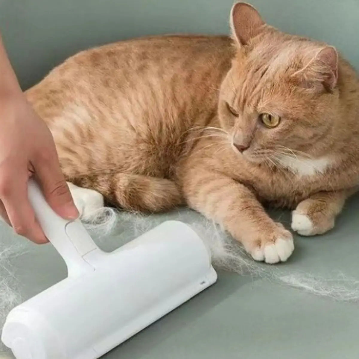 rouleau anti poil utilisé pour enlever les poils de chat sur un canapé